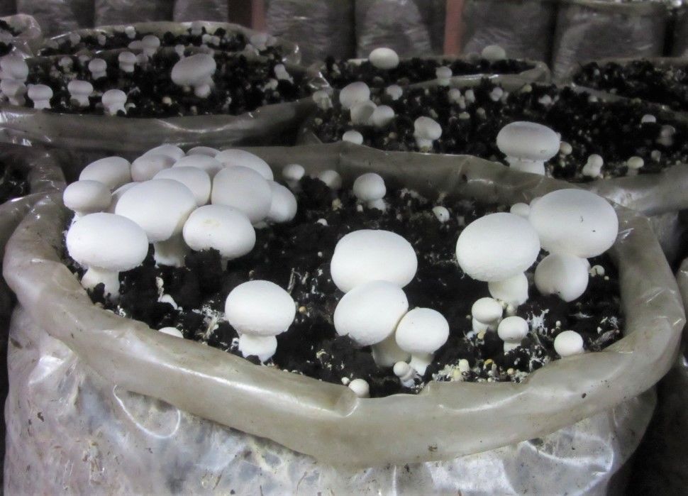 Мешки для выращивания грибов