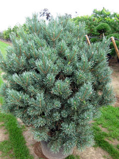 Сосна обыкновенная Ватерери Pinus sylvestris, 1,5-2,0м, с25, 8-10лет