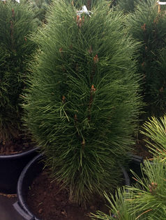 Сосна черная Pinus nigra, 0,7-1,1м, с10, 4-5лет